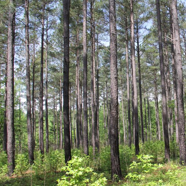 Woodland Owner Webinars on Demand – New Webinars Added! | NC State Extension