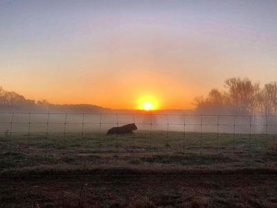 cow out in the pasture with sun rising in the background