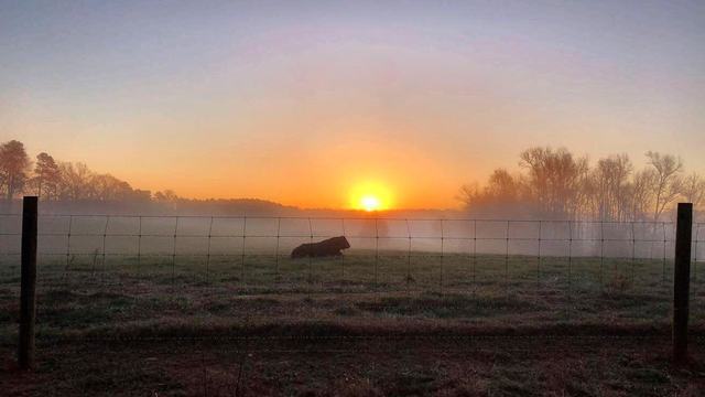cow out in the pasture with sun rising in the background