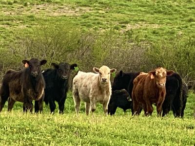 Several cows in a pasture looking directly at the viewer, with a white cow in the center.
