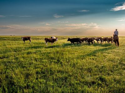 cows being herded Image by Kanenori from Pixabay