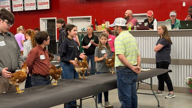 Chicken Show