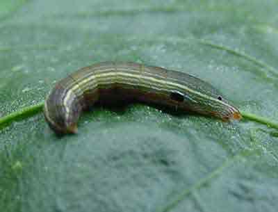 Beet armyworm