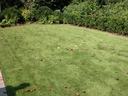 Zoysiagrass lawn with evergreen shrubs in the background. The photographer's shadow is in the image.