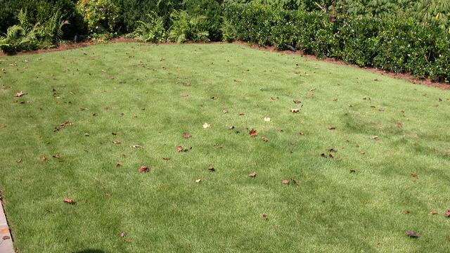 Zoysiagrass lawn with evergreen shrubs in the background. The photographer's shadow is in the image.