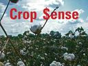 Crop Sense written in red letters over a cotton field with bolls, and NC Cooperative Extension written on the bottom right
