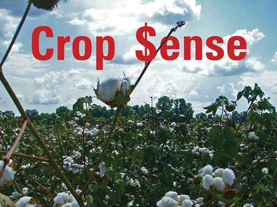 Crop Sense written in red letters over a cotton field with bolls, and NC Cooperative Extension written on the bottom right