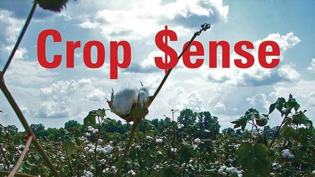 Crop Sense written in red letters over a cotton field with bolls, and NC Cooperative Extension written on the bottom right
