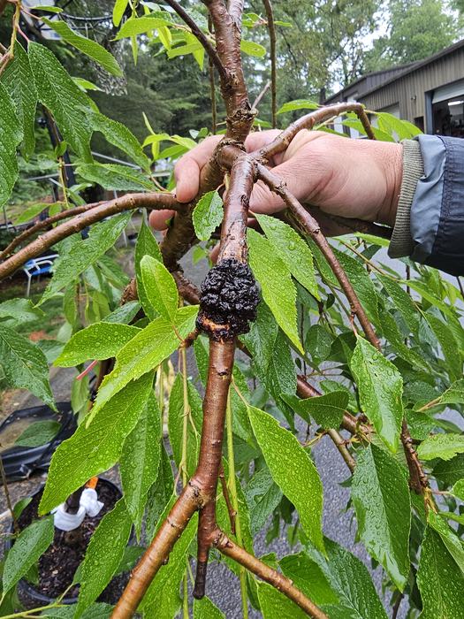crown gall on branch cherry