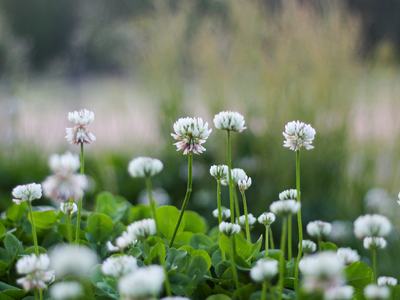 Up close of white clover flowers.