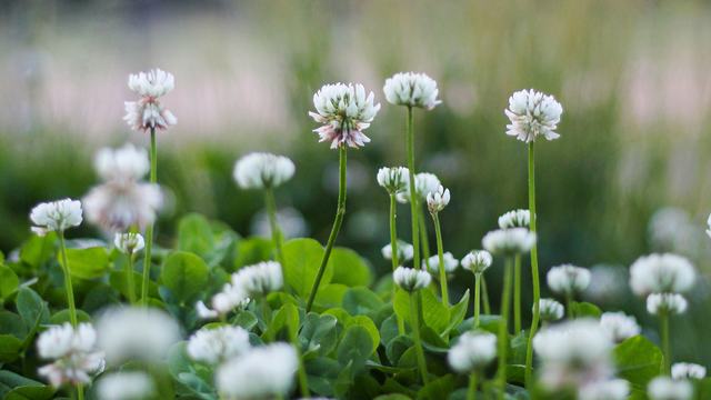 Up close of white clover flowers.