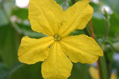 fungicide properties table