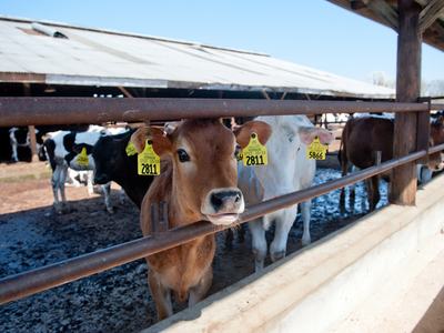 Cattle stand in a covered feeding area on a North Carolina livestock farm.