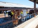 Dairy cattle standing at a feeding area on a North Carolina livestock farm.