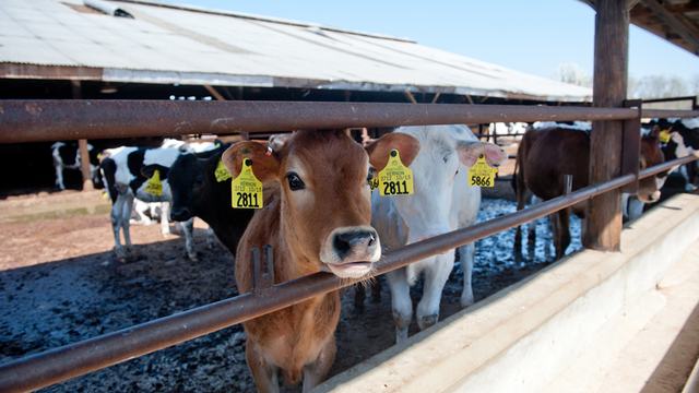 Dairy cattle standing at a feeding area on a North Carolina livestock farm.