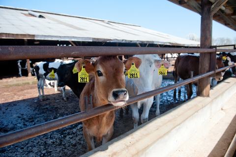 Dairy cattle standing at a feeding area on a North Carolina livestock farm.