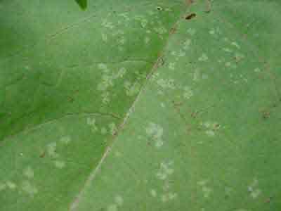 Fleahopper feeding damage on beans