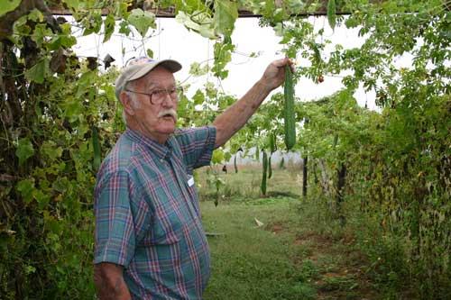 Older man in cap holding long green gourd on vine-covered trellis