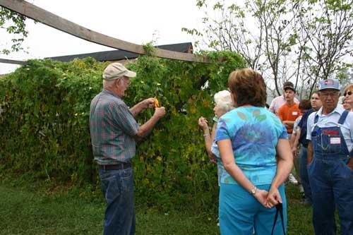 Man demonstrating harvesting beans from a trellis while a group of people watches