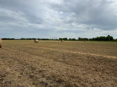round bales of hay in pasture