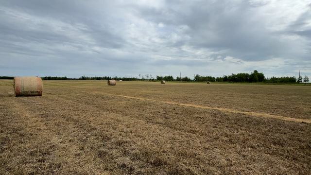 round bales of hay in pasture