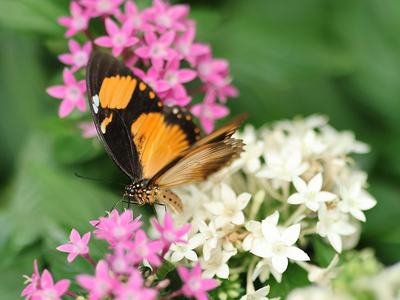 butterflies