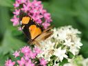 butterflies