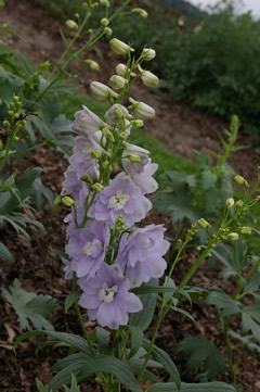 Delphinium 'Candle Lavender Shades'