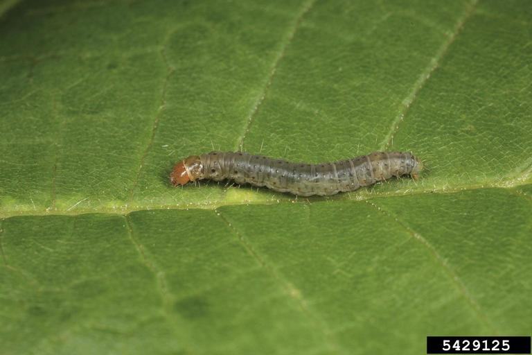 Diamondback moth larva crawling on a collard leaf