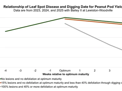 Relationship of digging date, disease and yield