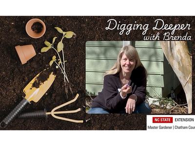 Chatham County Master Gardener, Brenda demonstrates on how to take a soil sample and submit it for testing.