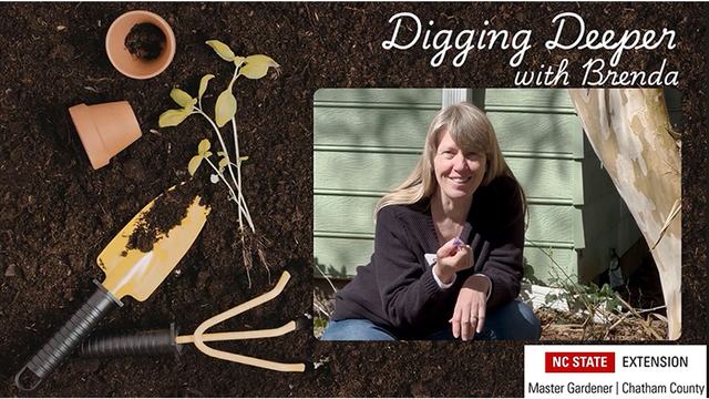 Chatham County Master Gardener, Brenda demonstrates on how to take a soil sample and submit it for testing.