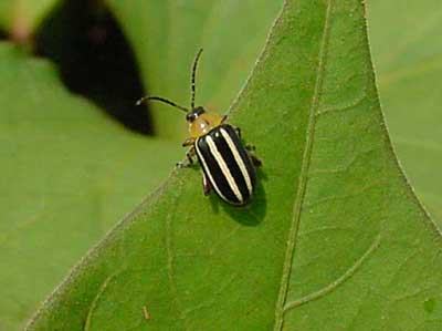Disonychine flea beetle