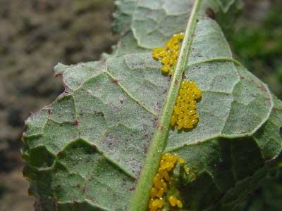 dock beetle eggs laid on underside of sorrel leaf