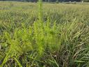 A close-up shot of a vibrant green dog fennel plant, showing its feathery, thread-like leaves
