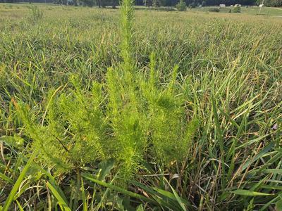 A close-up shot of a vibrant green dog fennel plant, showing its feathery, thread-like leaves