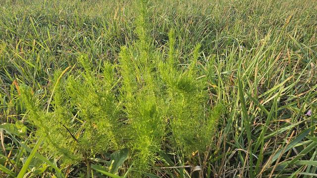 A close-up shot of a vibrant green dog fennel plant, showing its feathery, thread-like leaves