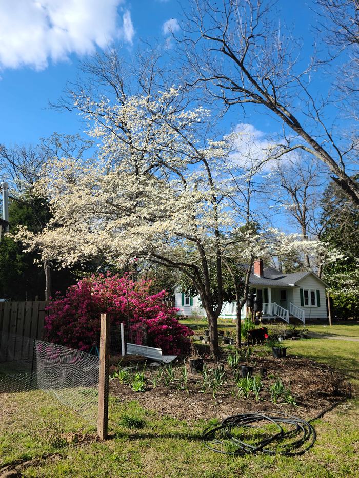 dogwood tree and azalea flowering