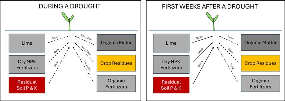 Figure shows slow nutrient release during drougths. When soil moisture improves, nutrient release from inorganic sources is quick but still slow when from organic sources