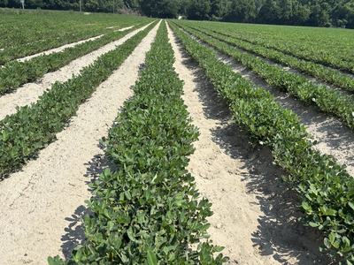 Dry peanut field in NC