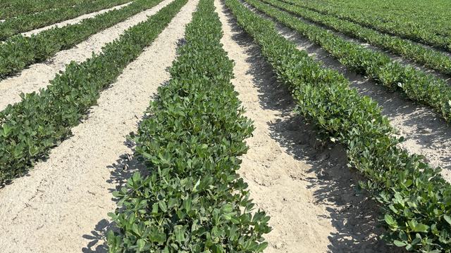 Dry peanut field in NC