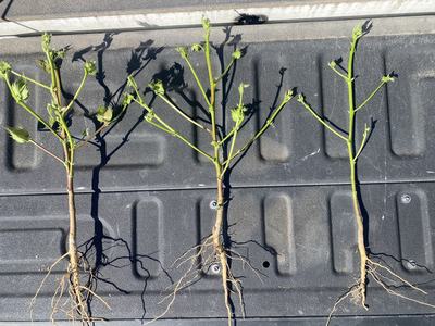 early season variation in growth