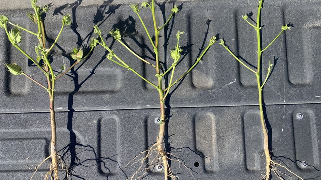 early season variation in growth