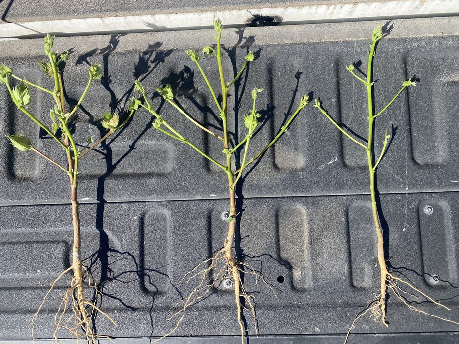early season variation in growth