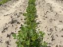 Good stand of peanuts in 2025