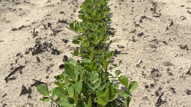 Good stand of peanuts in 2025