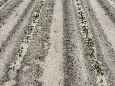 Early season growth of peanuts