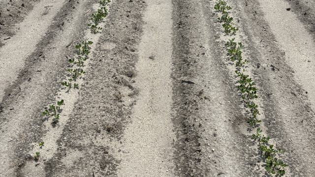 Early season growth of peanuts