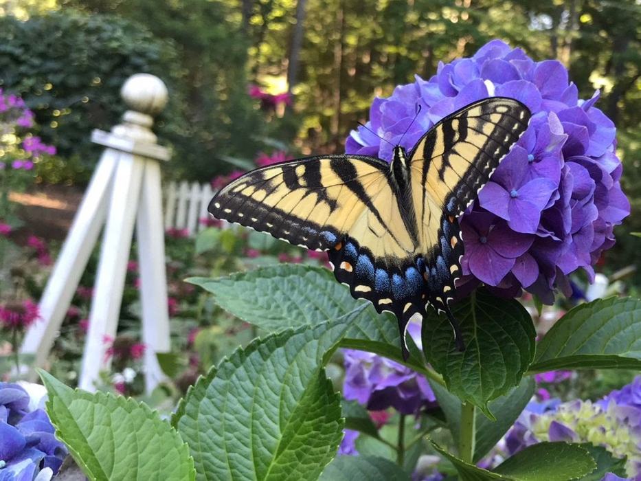 Appalachian swallowtail butterfly