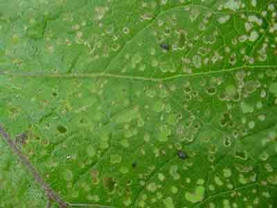 Eggplant flea beetle feeding damage